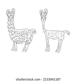 Two llamas, shorn and overgrown. Isolated on a white background. Coloring book for kids.