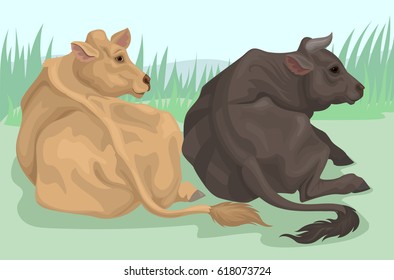 Two lying bulls
