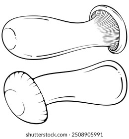 Dois deitados cogumelos King Trumpet, Eryngii, King Oyster cogumelo comestível. Ilustração vetorial em estilo de rabisco de esboço desenhado à mão. Linha arte gráfica comida vegetariana isolada no branco para livro de coloração