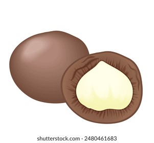 Two macadamia nuts, natural whole nut and peeled to organic seed vector illustration