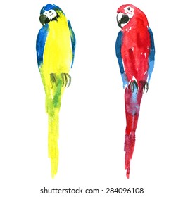 two macaw parrots painted by watercolor, yellow and red and blue ara, hand drawn vector illustration