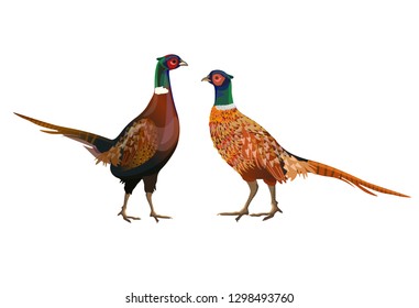 Two male ring-necked pheasants. Vector illustration isolated on white background