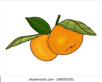 シトラス果実 のベクター画像素材 画像 ベクターアート Shutterstock