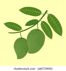 Two mangoes on a tree branch with leaves, vector illustration for drinks, juice packaging, and healthy menu brochure.