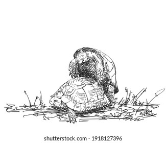 Two mating turtles drawing, Hand drawn sketch of breeding turtles black and white graphics