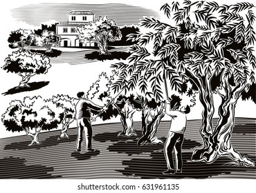 Two men collect the olives directly from the tree.