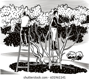 Two men collect the olives directly from the tree.