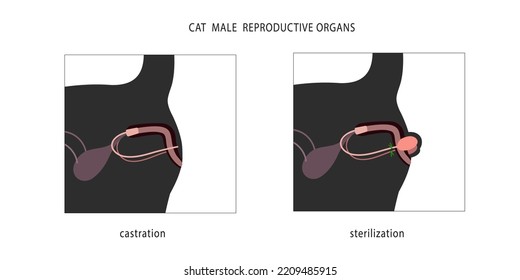 Two methods of male cats sterilization with and without testicles removal. Medical flat chart.