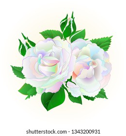 Two multicolored  roses  on a white background vintage vector botanical illustration editable hand draw