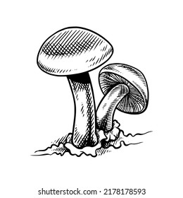 two mushroom hand drawn illustration black and white