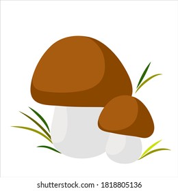 Two  mushrooms on a white background