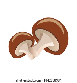 two mushrooms on a white background, vegetables