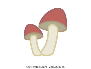 Two mushrooms on white background