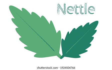 Two nettle leaves on a white background the logo and the inscription nettle