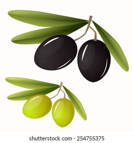 Two olives on branch with leaves, vector
