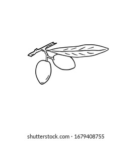 Dos aceitunas en una rama con una hoja sobre un fondo blanco. Dibujo vectorial en blanco y negro de dos aceitunas maduras. Objeto aislado para su diseño.