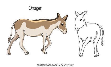 Dos onagros dibujados uno al lado del otro en diferentes poses. El culo salvaje tiene un cuerpo delgado, patas largas y un color rojo arenoso con un vientre más claro y una franja oscura a lo largo de su espalda.