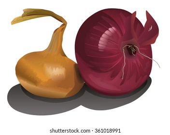 Two onion bulbs isolated