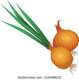 
two onions one with leaves the other withou
