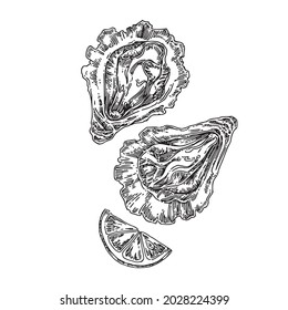 Two open oysters and lemon. Sketch. Engraving style. Vector illustration.
