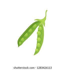 Two open pods with fresh green peas. Ripe vegetable. Healthy food. Cooking ingredient. Flat vector design