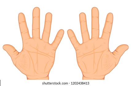 Two opened palms of the hands isolated on white background. Vector illustration