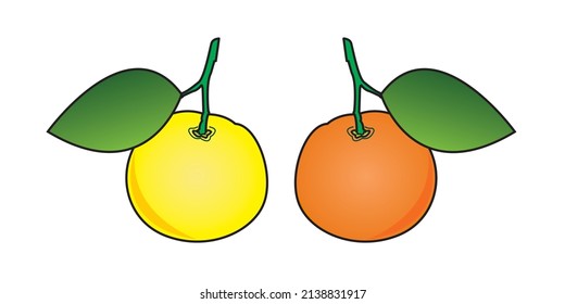 two orange fruit illustration vector designs with different colors, yellow and orange which are very unique and elegant