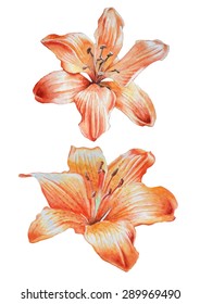 Two orange lilies. Watercolor. Hand drawn.