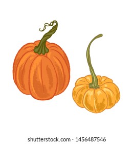 Two orange pumpkins isolated on white background. Vector illustration.