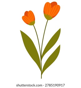 Two orange tulip flower buds with long green leaves