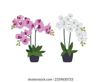 Two Orchids in flowerpots Isolated on white background. Different Types of Colorful blossoms, beautiful flora, blooming orchids design elements. Vector of flowerpot with leaf floral illustration