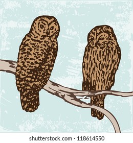 two owls on branch