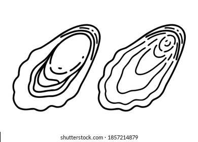 Two oysters. Vector line art illustrations set.