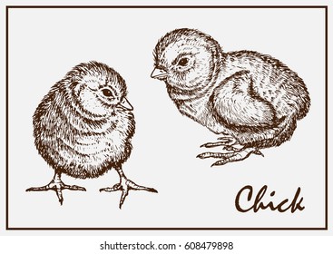Two painted chicken isolated on white background