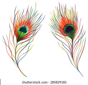 Two pair rainbow colorful peacock bird feather vector isolated 