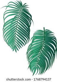 Two palm leaves. Tropical green leaves. Vector color isolated image.