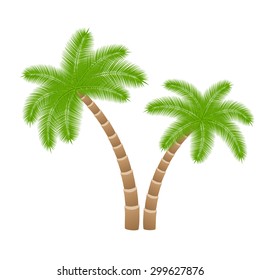two palms isolated on white background. vector illustration