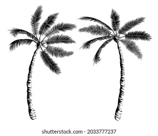 Two palms leaned towards each other. Beautiful tropical composition for banner, print, advertisement, flyer. Black silhouette of trees. Palm tree realistic vector illustration, outline drawing