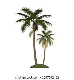 Two palms on an isolated background.
