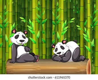 Two panda bears in bamboo forest illustration