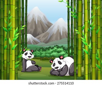 Two panda resting near bamboo trees