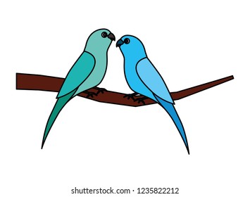 two parrots bird on branch