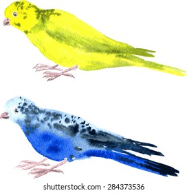 two parrots painted by watercolor, yellow budgies and blue budgies, hand drawn illustration