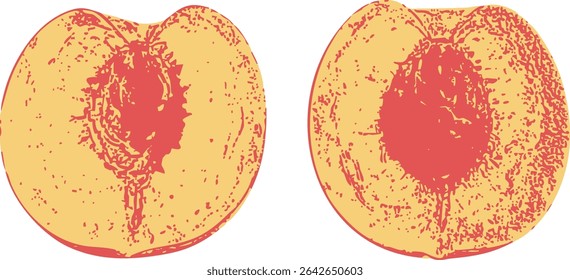 Two peach halves, one with pit and one without, in retro botanical illustration style. Great for educational posters, fruit comparison graphics, or healthy snack promotions.