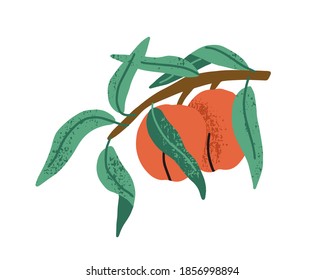 Two peaches growing on fruit tree branch with green leaves. Ripe apricots hanging on twig isolated on white background. Flat textured vector illustration