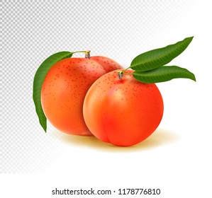 Two peaches with leaves isolated on transparent background. Realistic vector 3d illustration