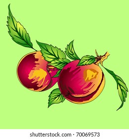 Two peaches with leaves on a branch on a light background