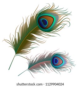 Two peacock feathers isolated on white background. Vector illustration