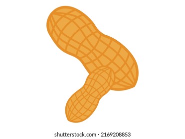 Two peanuts icon on white background.