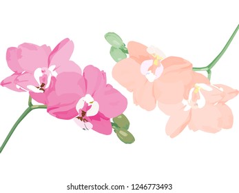 Two peduncles blooming orchids with buds. The branches of an orchid are light pink and dark pink in color. Botanical illustration. Blooming orchids.